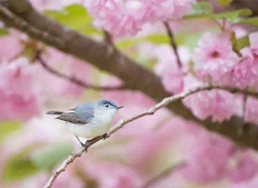 成都龍泉驛區(qū)：萬(wàn)畝桃花迎春怒放 游客宅家“云上賞花”