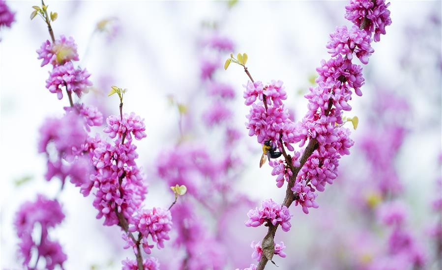 Spring scenery in Chengdu, China's Sichuan