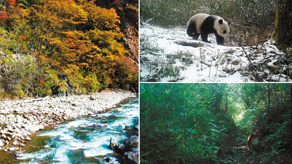 保護珍稀野生動植物及其棲息地　成都先后規(guī)劃建設(shè)四個自然保護區(qū)