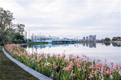 新川濕地公園明年全面建成 成都再添一個天然“凈水器”